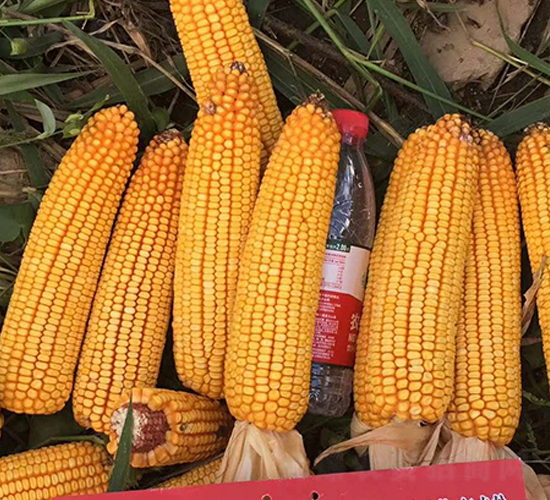 �|��1607-���׷N��-�|��