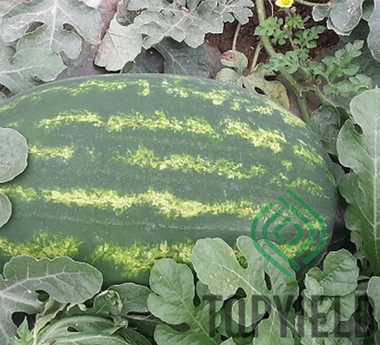 ̩��-���ϷN��-�S�ǷN�I(y��)