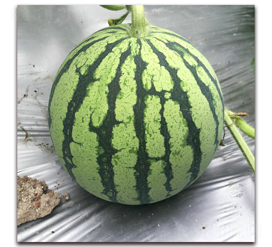 ���4̖-���ϷN��-�S�ǷN�I(y��)