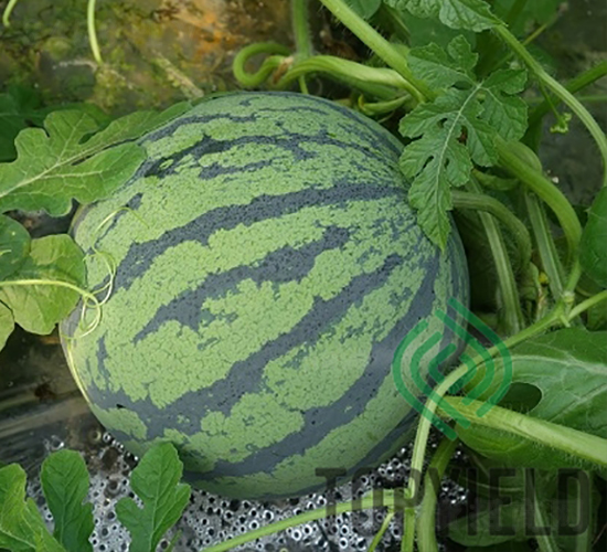 ���2̖(h��o)-���ϷN��-�S�ǷN�I(y��)