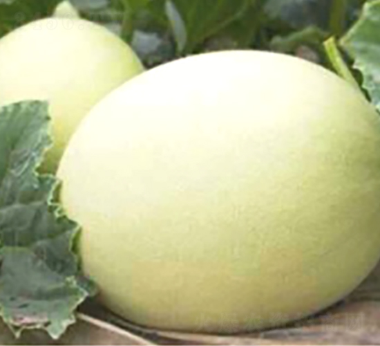 �y��11̖-��ϷN��-�S�ǷN�I(y��)