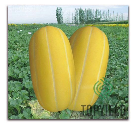 �S��9̖(h��o)-��ϷN��-�S�ǷN�I(y��)