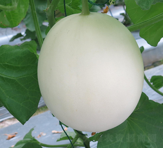 �y��58-��ϷN��-�S�ǷN�I(y��)