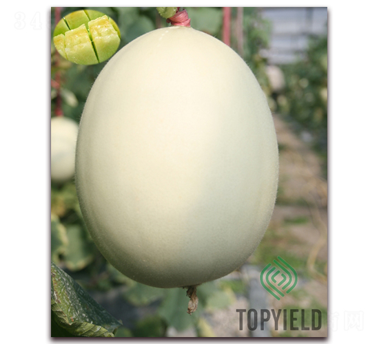 �y��1̖-��ϷN��-�S�ǷN�I(y��)