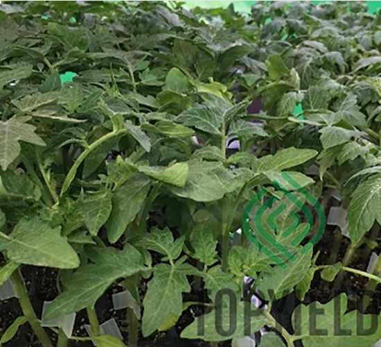 �҉�1̖-��ľ�N��-�S�ǷN�I(y��)