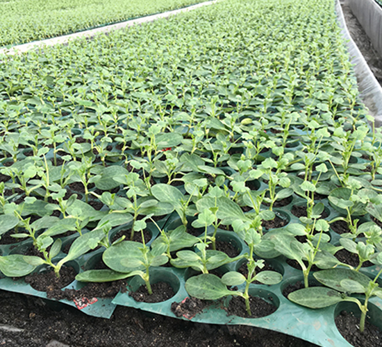 ˼��10̖-��ľ�N��-�S�ǷN�I(y��)