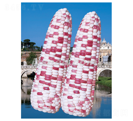 ���ƻ�Ŵ-���׷N��-�F(xi��n)���N�I(y��)