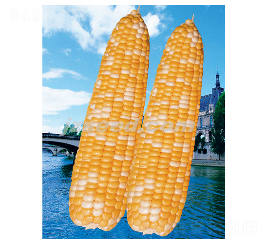 �����p��-���׷N��-�F(xi��n)���N�I(y��)