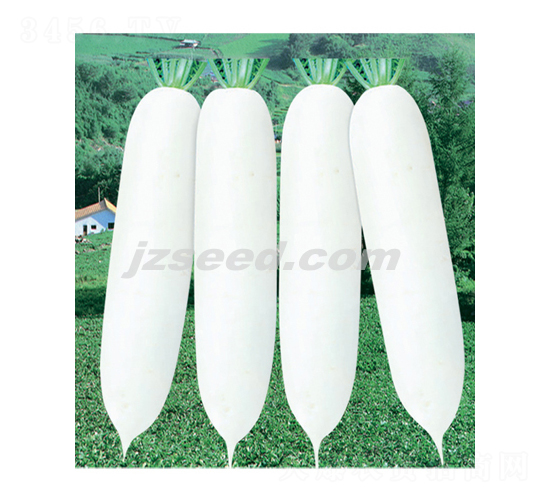 ѩ���R-�}���N��-�F(xi��n)���N�I(y��)