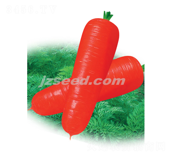 �t��807��S-���}���N��-�F(xi��n)���N�I(y��)