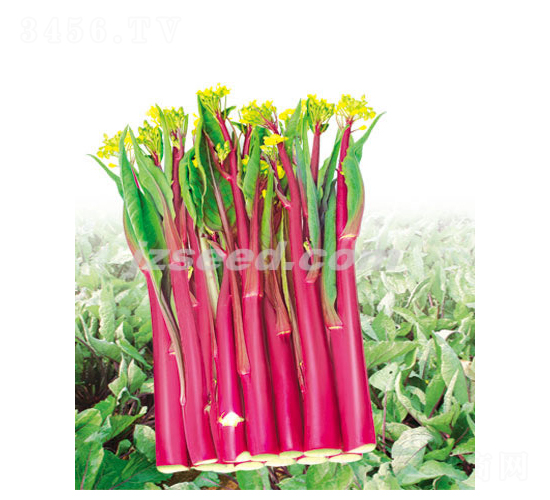 �����t60-��޷�N��-�F(xi��n)���N�I(y��)