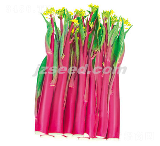 ����ʮ̖-��޷�N��-�F(xi��n)���N�I(y��)