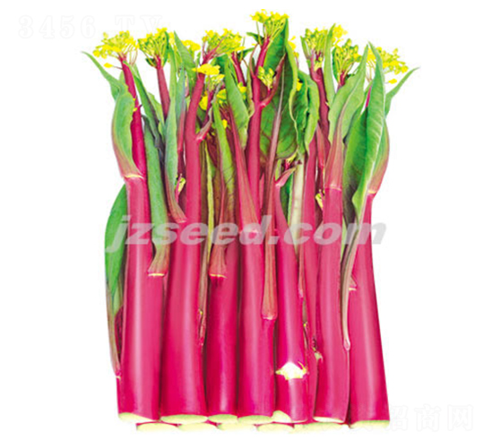 ����ʮһ̖-��޷�N��-�F���N�I(y��)