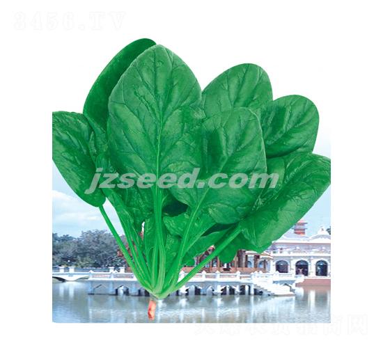 �����񲤲�-���˷N��-�F(xi��n)���N�I(y��)