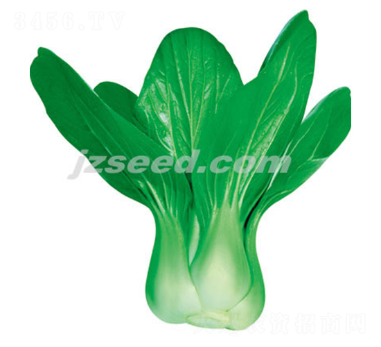 ���ڶ�̖(h��o)-С�ײ˷N��-�F(xi��n)���N�I(y��)