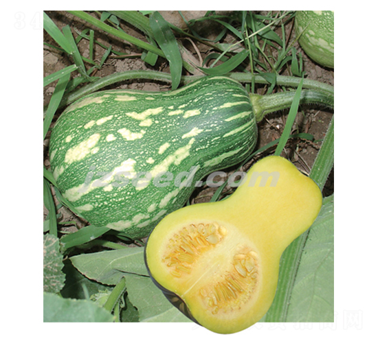 ���һ̖-�ϹϷN��-�F(xi��n)���N�I(y��)