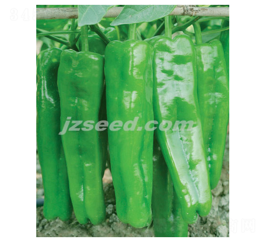 ������̖-�����N��-�F(xi��n)���N�I(y��)