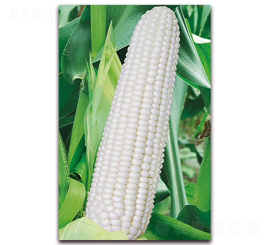 �A����Ŵ6̖-Ŵ���׷N��-�A���N�I(y��)