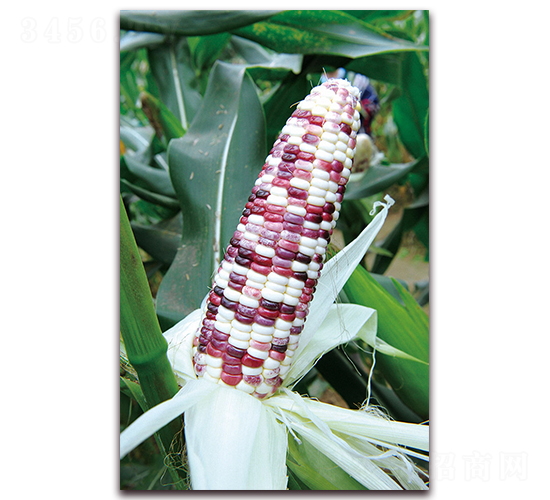 �A������Ŵ1̖-Ŵ���׷N��-�A���N�I(y��)