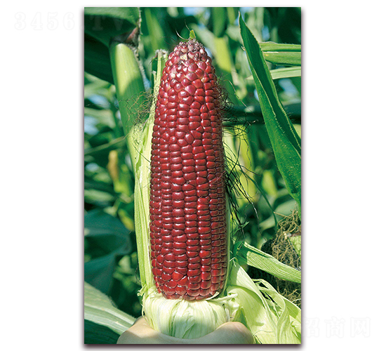 �A���t��Ŵ1̖-Ŵ���׷N��-�A���N�I(y��)