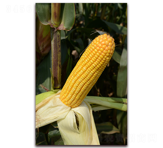 �A��78-���׷N��-�A���N�I(y��)