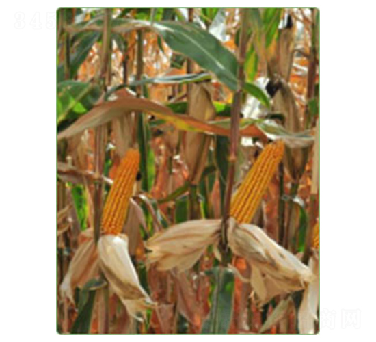 ���_202-���׷N��-�A���N�I(y��)