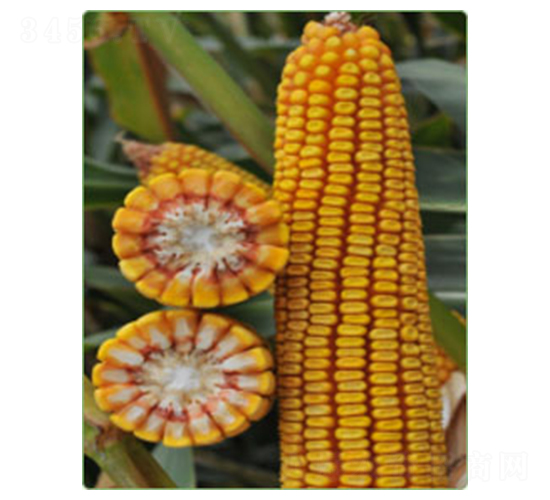 ����52̖(h��o)-���׷N��-�A���N�I(y��)