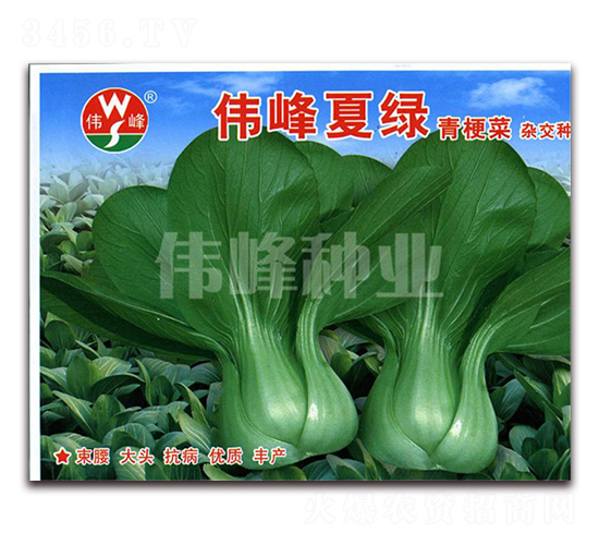 �����ľG�๣��-�๣�˷N��-����N�I(y��)