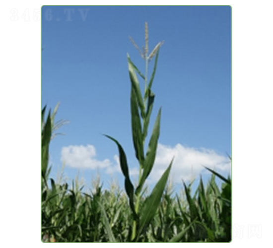 ����97̖-���׷N��-�A���N�I(y��)