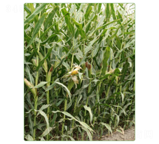 ����100̖(h��o)-���׷N��-�A���N�I(y��)