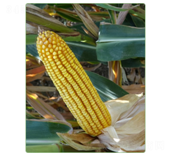 KWS1553-���׷N��-�A���N�I(y��)