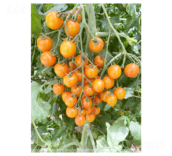 DLR-���1̖(h��o)-���ѷN��-������