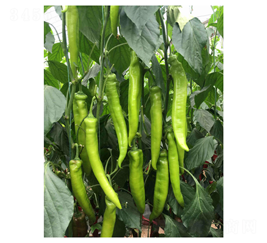 DLR-�Z��118-�����N��-������