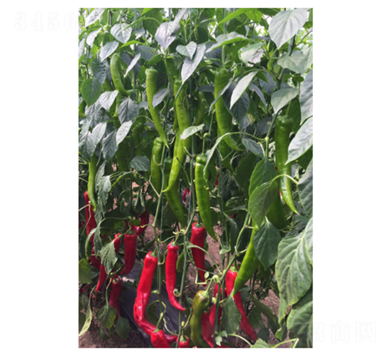 DLR-�Z��122-�����N��-������