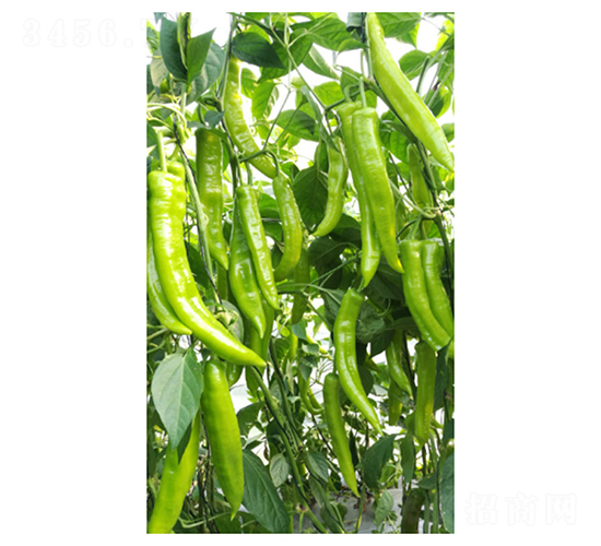 DLR-�Z��189-�����N��-������