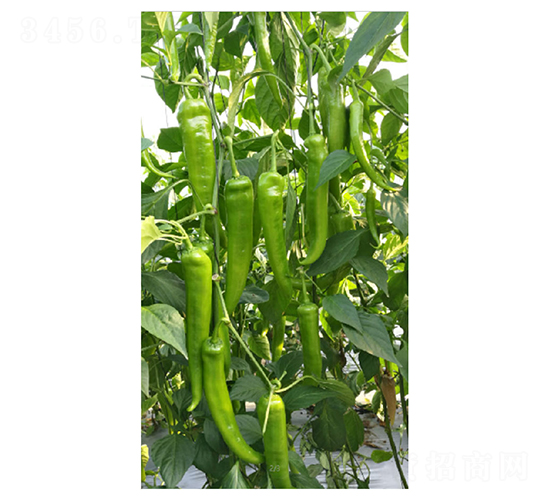 DLR-�Z��130-�����N��-������