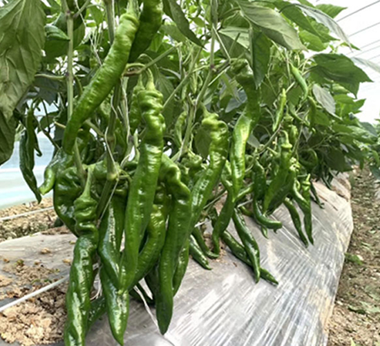 DLR-����019-�����N��-������