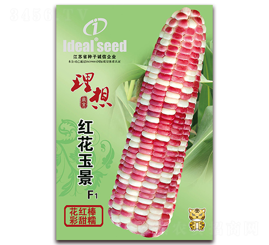 �t����-Ŵ���׷N��-�����r(n��ng)�I(y��)