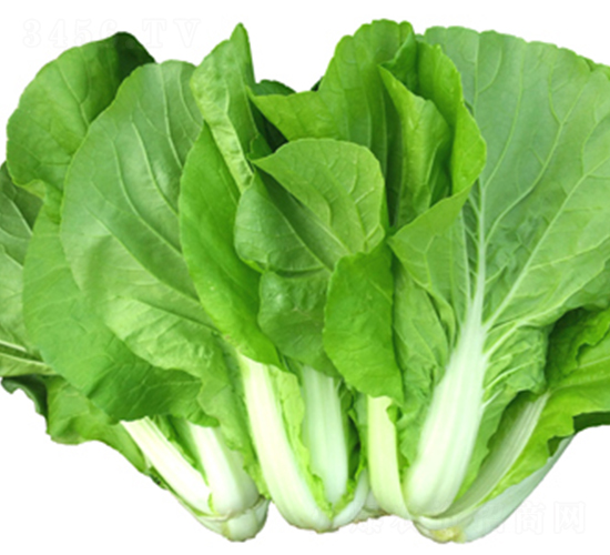 �ٵ�-�ײ˷N��-���߷N��