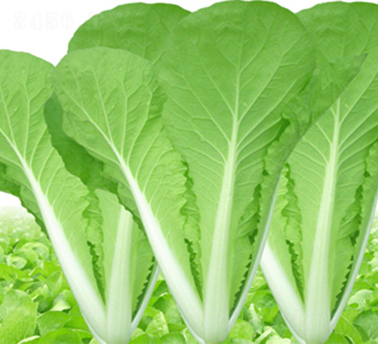 ����-�ײ˷N��-���߷N��