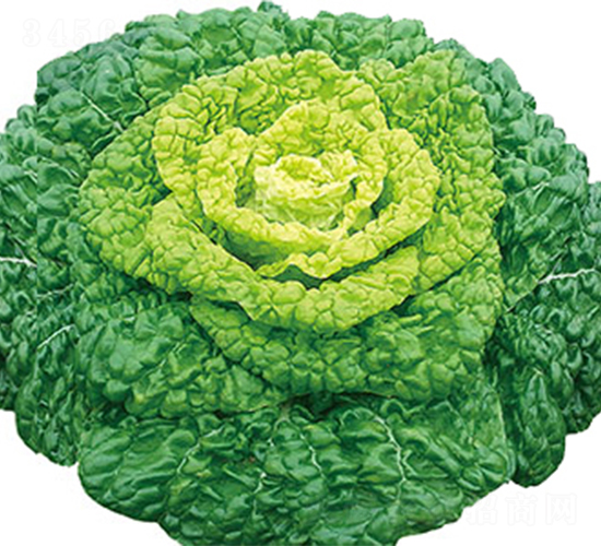 ����1̖(h��o)-�ײ˷N��-���߷N��