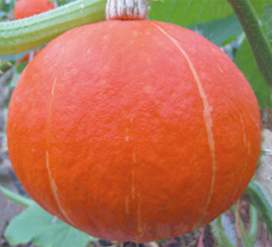 ����-�ϹϷN��-���߷N��