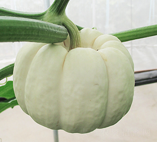 ������-�ϹϷN��-���߷N��