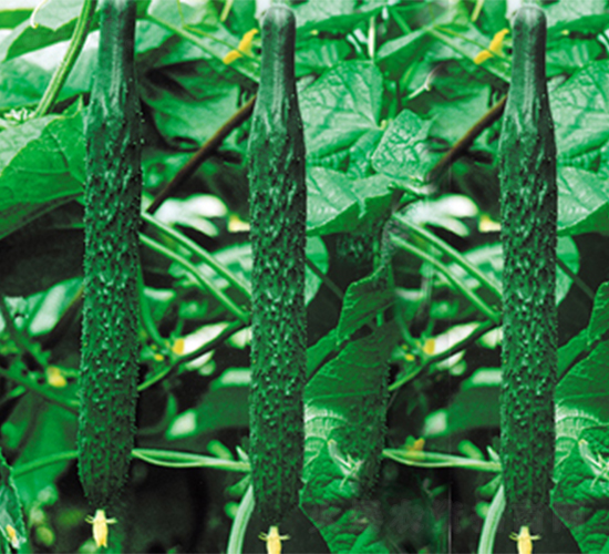 ¶�S�S��-�S�ϷN��-���߷N��