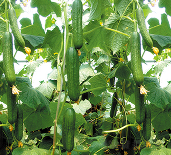 ��ˮ2̖-�S�ϷN��-���߷N��