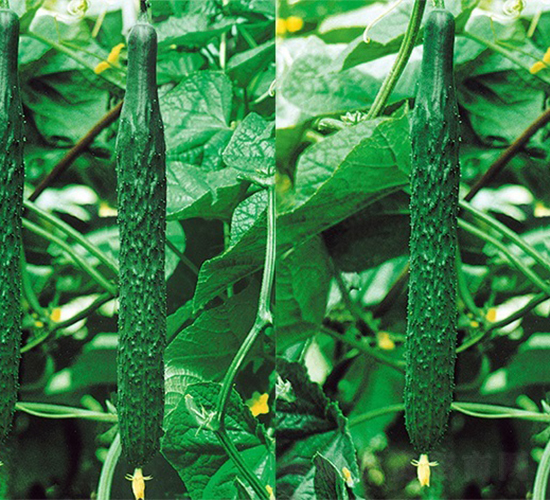 �Ͽ�5̖-�S�ϷN��-���߷N��