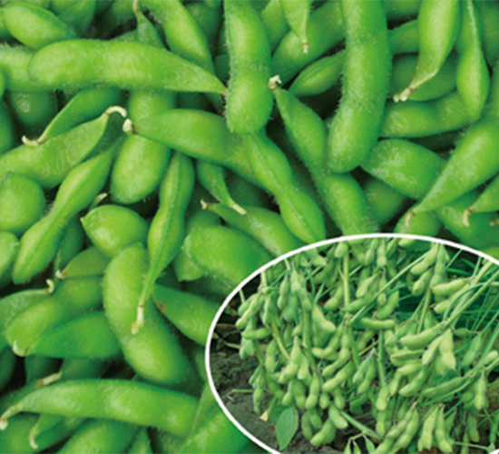 �K��1̖-ë���N��-���߷N��