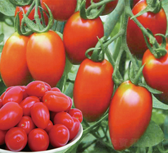 ����t��-���ѷN��-���߷N��