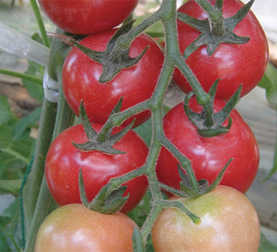 ��������-���ѷN��-���߷N��