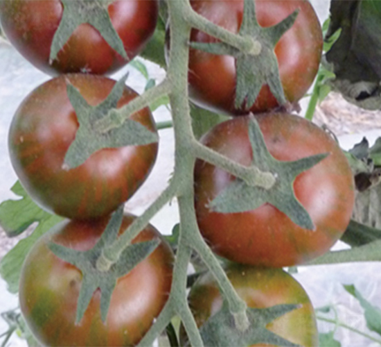 ����ī��-���ѷN��-���߷N��